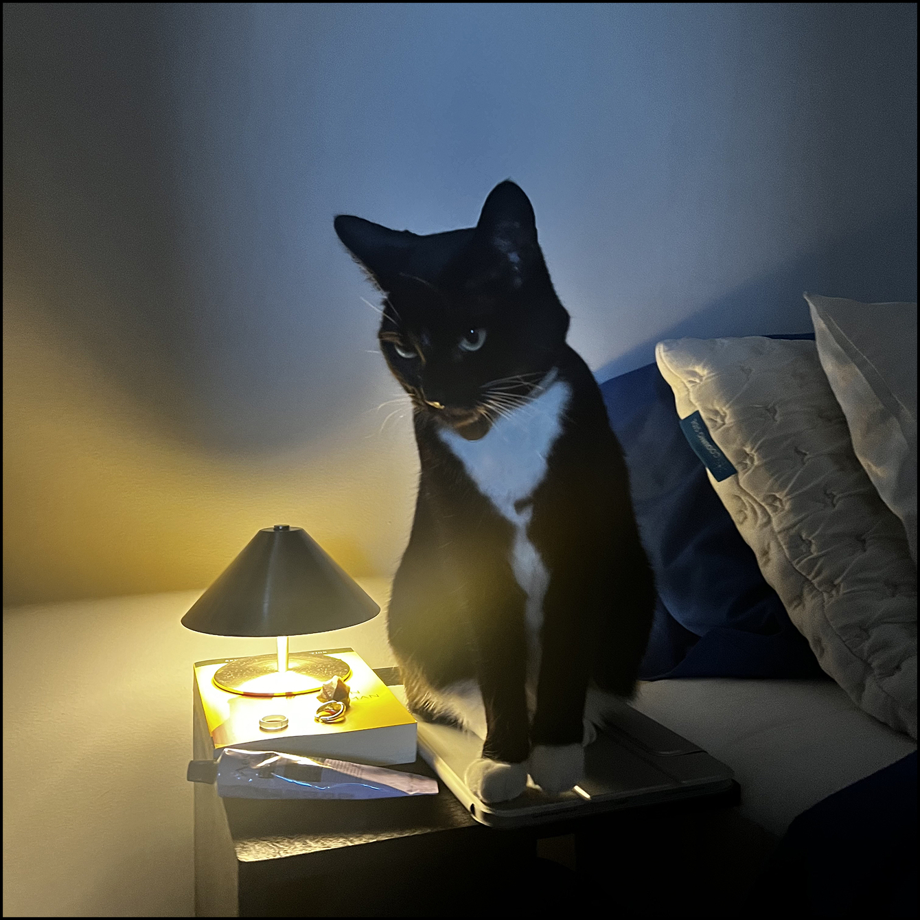 Cat greeting and being curious