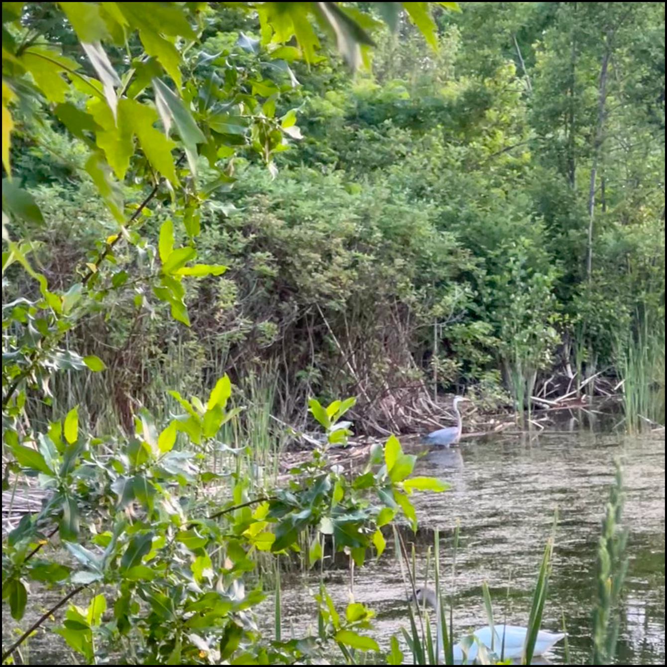 Sounds from a swamp